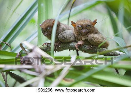Two Wild Tarsiers (Tarsius) Sitting On A Branch Of A Tree At The Tarsier Research And Development Center; Island Of Bohol, Philippines View Large Photo Image Stock Photograph - Two Wild Tarsiers (Tarsius) Sitting On A Branch Of A Tree At The Tarsier Research And Development Center; Island Of Bohol, Philippines. Fotosearch