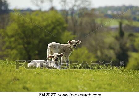 Two Young Lambs On Hillside; Dublin County Dublin Ireland View Large Photo Image Stock Photo - Two Young Lambs On Hillside; Dublin County Dublin Ireland. Fotosearch