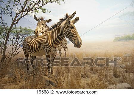Stock Image - two zebras in a savannah; san francisco california united states of america. Fotosearch