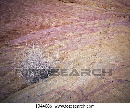 Stock Photography - Unique Erosion On A Rock Surface With Dried Grass Between The Rocks; Nevada United States Of America. Fotosearch