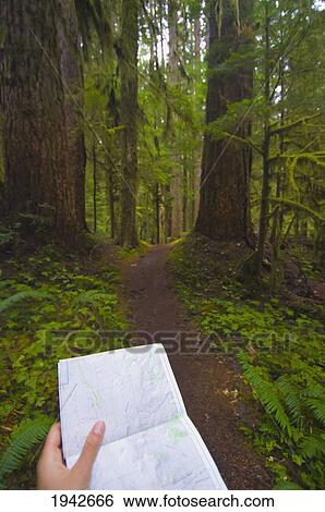 Stock Photograph - Using A Map To Guide You Down A Path Through The Forest; Alberta Canada. Fotosearch