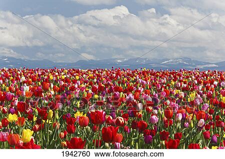 Stock Image - Variety Of Colored Tulips Growing In A Field With The Mountains In The Background At Wooden Shoe Tulip Farm; Woodburn Oregon United States Of America. Fotosearch