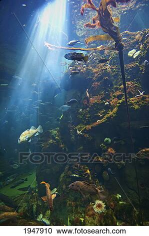 view of fish in an aquarium in the san francisco academy of science; california united states of america View Large Photo Image Stock Image - view of fish in an aquarium in the san francisco academy of science; california united states of america. Fotosearch