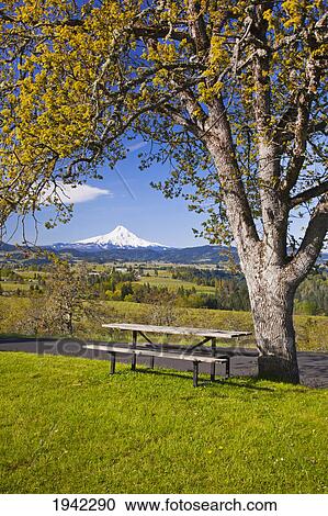 View Of Mount Hood And The Hood River Valley From Panorama Park In The Columbia River Gorge; Oregon United States Of America View Large Photo Image Stock Image - View Of Mount Hood And The Hood River Valley From Panorama Park In The Columbia River Gorge; Oregon United States Of America. Fotosearch