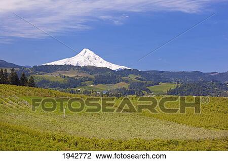 Stock Image - View Of Mount Hood Over A Landscape In The Hood River Valley; Oregon United States Of America. Fotosearch