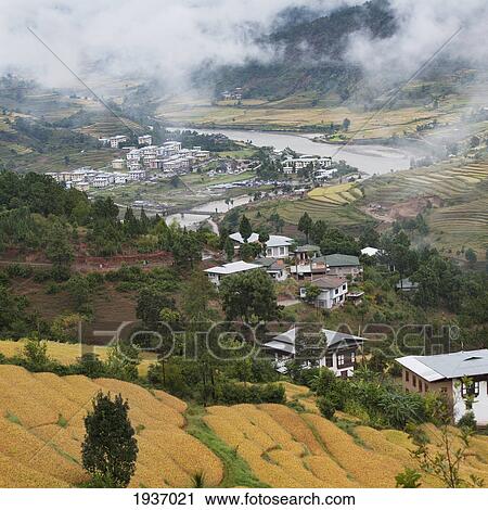 Stock Image - View Of Rice Terraces And Houses In A Valley; Punakha District Bhutan. Fotosearch