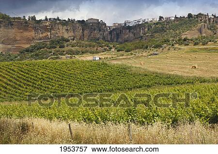 Stock Photo - vineyards in the countryside below ronda; ronda malaga province spain. Fotosearch