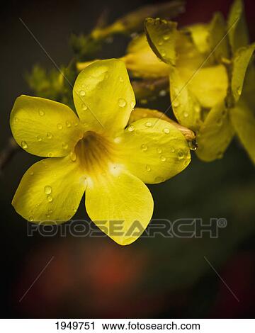 Stock Image - water droplets cling to the petals of a yellow allamanda; melaka malaysia. Fotosearch