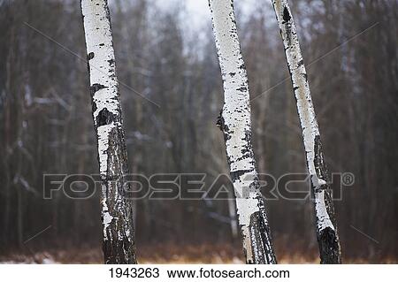 White Poplar Trunks In The Snow; Edmonton Alberta Canada View Large Photo Image Stock Image - White Poplar Trunks In The Snow; Edmonton Alberta Canada. Fotosearch