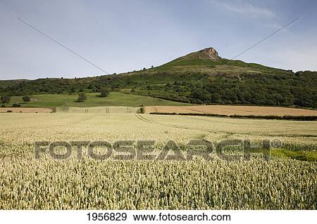 white wildflowers in a field and a hill with a peak in the background; roseberry topping north yorkshire england View Large Photo Image Stock Photo - white wildflowers in a field and a hill with a peak in the background; roseberry topping north yorkshire england. Fotosearch