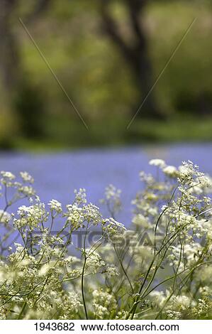 White Wildflowers; Northumberland England View Large Photo Image Stock Image - White Wildflowers; Northumberland England. Fotosearch