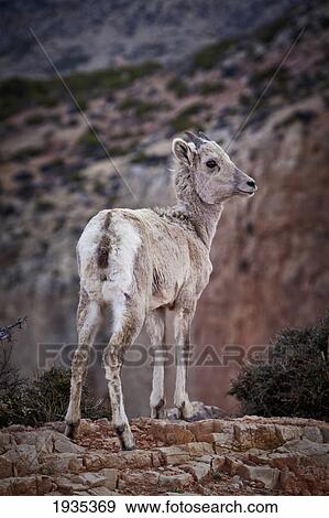 Stock Photo - Wild Goat Standing By A Canyon; Wyoming, United States Of America. Fotosearch