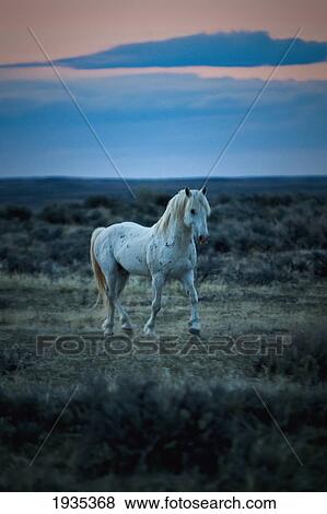 Wild Mustang Trotting On A Field At Sunset; Wyoming, United States Of America View Large Photo Image Stock Photo - Wild Mustang Trotting On A Field At Sunset; Wyoming, United States Of America. Fotosearch