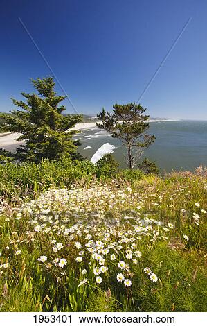 wildflowers along yaquina head; newport oregon united states of america View Large Photo Image Stock Image - wildflowers along yaquina head; newport oregon united states of america. Fotosearch