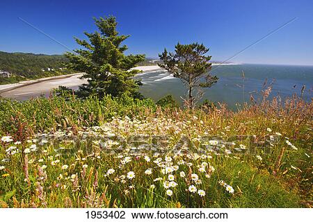 wildflowers along yaquina head; newport oregon united states of america View Large Photo Image Stock Image - wildflowers along yaquina head; newport oregon united states of america. Fotosearch