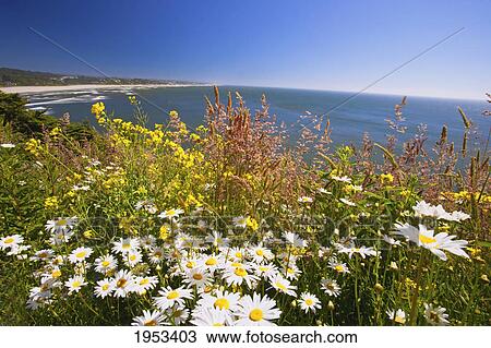 wildflowers along yaquina head; newport oregon united states of america View Large Photo Image Stock Image - wildflowers along yaquina head; newport oregon united states of america. Fotosearch