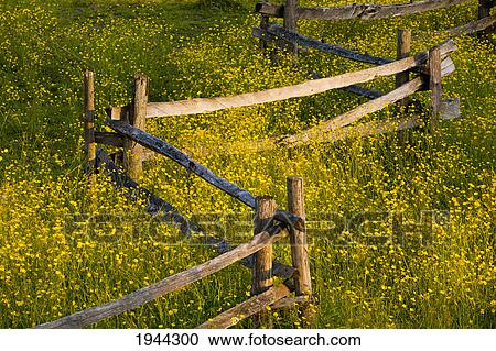 Stock Image - wildflowers and a wooden fence at sunset; fulford quebec canada. Fotosearch