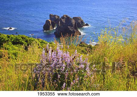 Stock Photography - wildflowers and afternoon light add beauty to rock formations at humbug mountain state park; oregon united states of america. Fotosearch