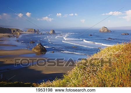 Stock Photo - wildflowers and rock formations along the coast at bandon state park; bandon oregon united states of america. Fotosearch