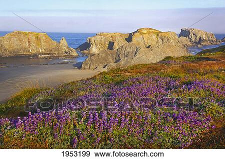 Stock Photo - wildflowers and rock formations along the coast at bandon state park; bandon oregon united states of america. Fotosearch