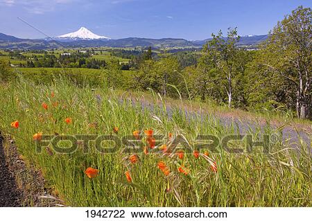 Wildflowers Growing In A Field With A View Of Mount Hood; Oregon United States Of America View Large Photo Image Stock Image - Wildflowers Growing In A Field With A View Of Mount Hood; Oregon United States Of America. Fotosearch