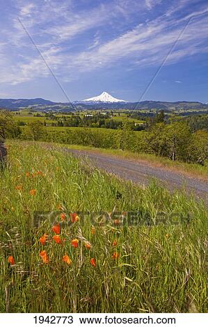 Stock Image - Wildflowers Growing On The Side Of A Gravel Road With A View Of Mount Hood; Oregon United States Of America. Fotosearch
