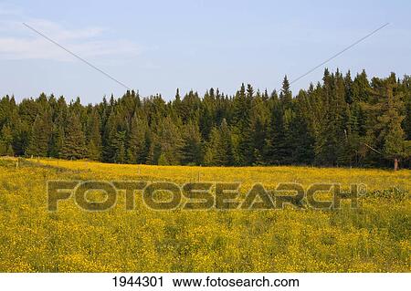 Stock Image - wildflowers in a country meadow with trees on the edge; fulford quebec canada. Fotosearch