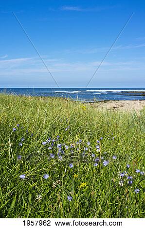 Stock Image - wildflowers in the long grass at a beach along the coast; northumberland england. Fotosearch