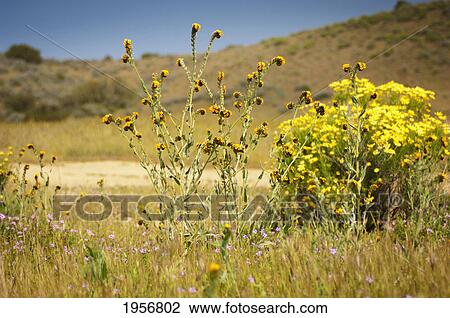 wildflowers on the side of a trail; california united states of america View Large Photo Image Stock Image - wildflowers on the side of a trail; california united states of america. Fotosearch