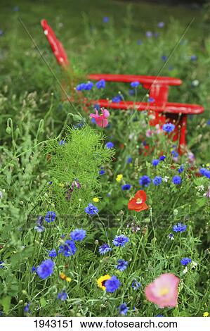 Wildflowers Surround A Red Adirondack Chair In The Tall Grass; Troutdale Oregon United States Of America View Large Photo Image Stock Image - Wildflowers Surround A Red Adirondack Chair In The Tall Grass; Troutdale Oregon United States Of America. Fotosearch