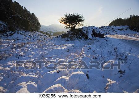 Winter In Killarney National Park Near Killarney; County Kerry Ireland View Large Photo Image Stock Photography - Winter In Killarney National Park Near Killarney; County Kerry Ireland. Fotosearch
