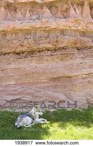 Wolf Resting On Ground Next To Rock Face; South Dakota Usa View Large Photo Image Stock Photo - Wolf Resting On Ground Next To Rock Face; South Dakota Usa. Fotosearch