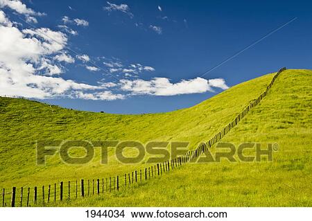 Picture - Wooden Fence Posts Running Through A Grassy Field; New Zealand. Fotosearch