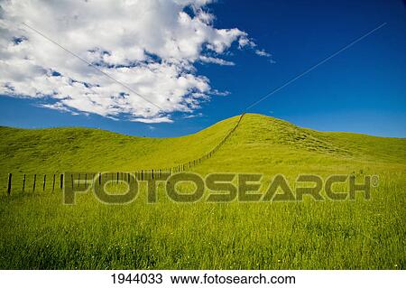 Wooden Fence Posts Running Through A Grassy Field; New Zealand View Large Photo Image Stock Image - Wooden Fence Posts Running Through A Grassy Field; New Zealand. Fotosearch