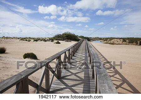 Stock Photo - Wooden Walkway In The Dunes At San Fernando; Andalucia Spain. Fotosearch
