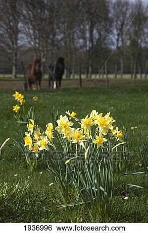 Stock Photograph - Yellow Daffodils Growing In A Field With Horses In The Background; Berwick-Upon-Tweed Northumberland England. Fotosearch