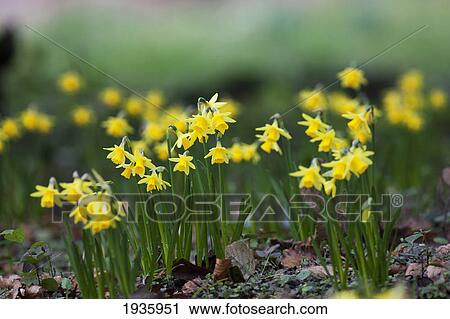 Yellow Daffodils Growing In A Flower Bed; Northumberland, England View Large Photo Image Stock Image - Yellow Daffodils Growing In A Flower Bed; Northumberland, England. Fotosearch