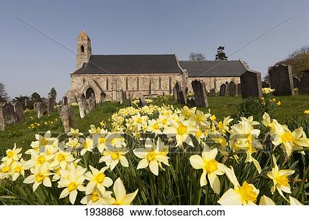 Stock Photo - Yellow Daffodils In A Cemetery Beside A Church; Ford Northumberland England. Fotosearch
