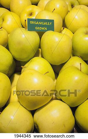 Stock Photography - yellow delicious apples with a sign labeled organically grown; waterloo quebec canada. Fotosearch