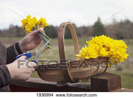 Picture - Yellow Flower Being Cut And Put Into A Basket; Northumberland England. Fotosearch