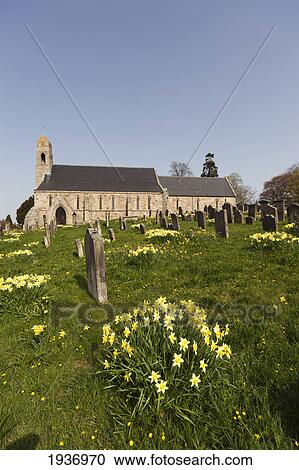 Yellow Flowers Growing In A Cemetery Beside A Church; Ford Northumberland England View Large Photo Image Stock Image - Yellow Flowers Growing In A Cemetery Beside A Church; Ford Northumberland England. Fotosearch