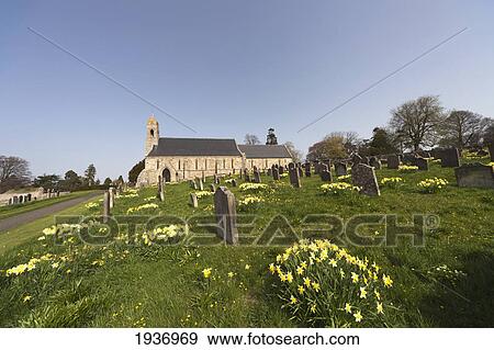 Stock Photo - Yellow Flowers Growing In A Cemetery Beside A Church; Ford Northumberland England. Fotosearch