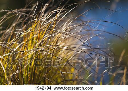 Picture - Yellow Reeds In Autumn In Front Of A Small Lake; Edmonton Alberta Canada. Fotosearch