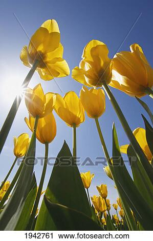 Stock Image - Yellow Tulips Against A Blue Sky At Wooden Shoe Tulip Farm; Woodburn Oregon United States Of America. Fotosearch
