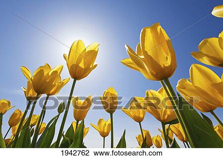 Stock Image - Yellow Tulips Against A Blue Sky At Wooden Shoe Tulip Farm; Woodburn Oregon United States Of America. Fotosearch