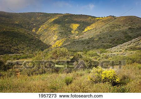 yellow wildflowers in the hills on carrizo plain national monument; california united states of america View Large Photo Image Stock Image - yellow wildflowers in the hills on carrizo plain national monument; california united states of america. Fotosearch