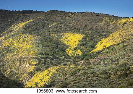 yellow wildflowers on a hill; california united states of america View Large Photo Image Stock Image - yellow wildflowers on a hill; california united states of america. Fotosearch