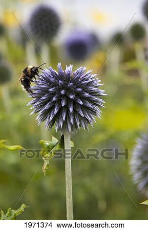 a bee on a flower; scottish borders scotland View Large Photo Image Picture - a bee on a flower; scottish borders scotland. Fotosearch