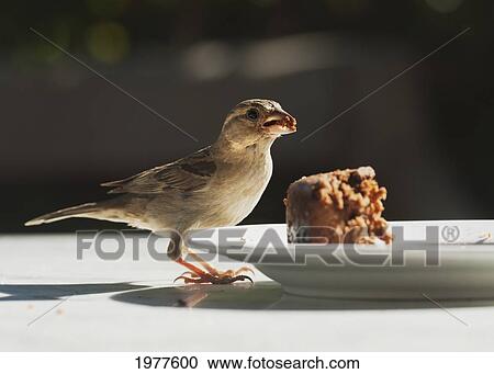 a bird standing on a table eating food left on a plate; tarifa cadiz andalusia spain View Large Photo Image Stock Image - a bird standing on a table eating food left on a plate; tarifa cadiz andalusia spain. Fotosearch