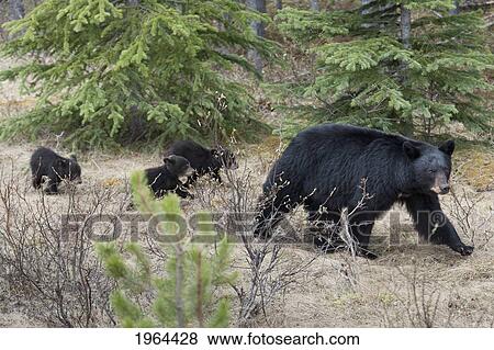 a black bear (ursus americanus) with 3 cubs walking through the forest in jasper national park; alberta, canada View Large Photo Image Stock Photo - a black bear (ursus americanus) with 3 cubs walking through the forest in jasper national park; alberta, canada. Fotosearch